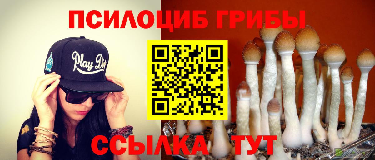 Шахты  Псилоцибиновые грибы мицелий  где продают   Псилоцибиновые грибы Psilocybe  Вход с VPN 